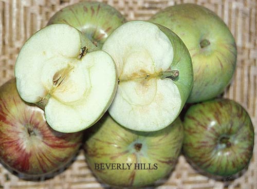 Braeburn apples 🍎 🌿 A guide to this crisp and tangy variety