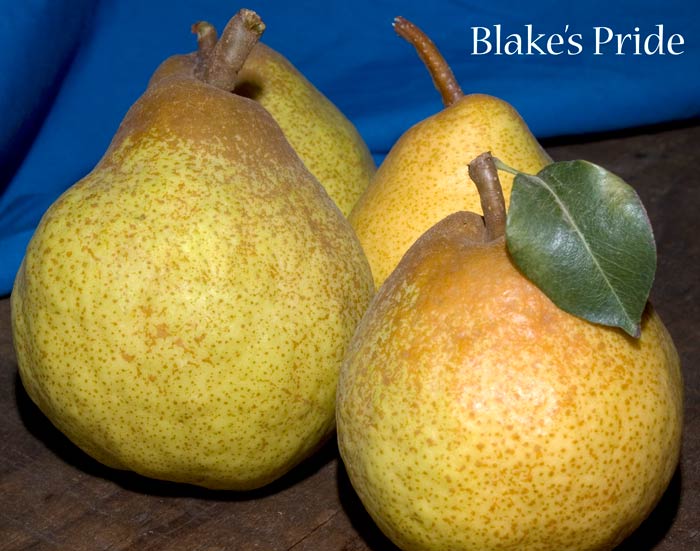 Of Pears and Kings – The Public Domain Review