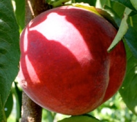 PF 5D Big Yellow Peach | DWN Variety Finder