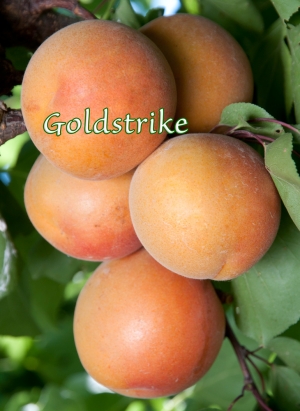 Goldstrike Apricot | DWN Variety Finder