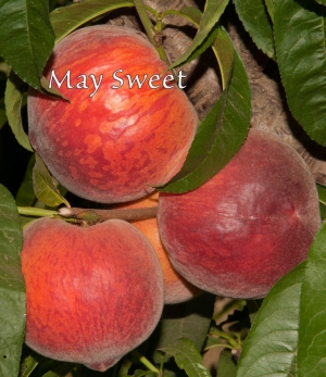 May Sweet Yellow Peach | DWN Variety Finder