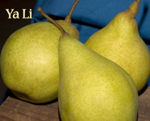 Ya Li (Chinese) Asian Pear | DWN Variety Finder