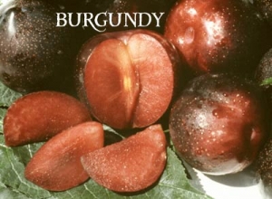 Burgundy Plum  DWN Variety Finder