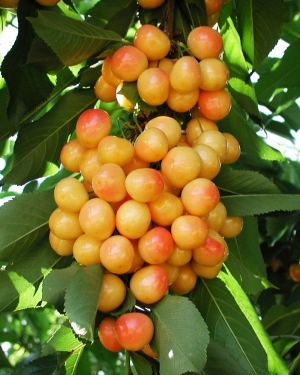 Rainier sales cherry tree