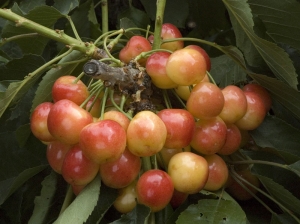 Royal Rainier Cherry | DWN Variety Finder