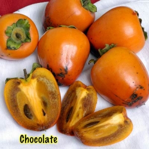 Chocolate Persimmon DWN Variety Finder