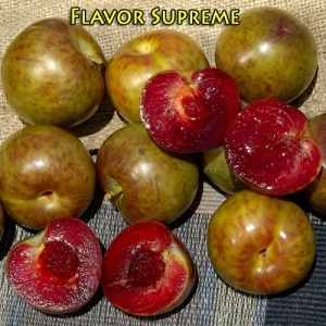 Flavor Supreme Pluot® Interspecific Plum | DWN Variety Finder 【全品送料無料】 supreme plum パーカー