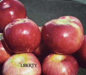 Liberty Apple | DWN Variety Finder