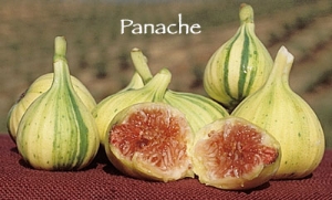 Panache Fig | DWN Variety Finder