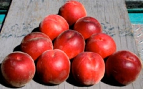 PF Lucky 13 Yellow Peach | DWN Variety Finder