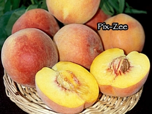 pix zee peach tree pix zee peach tree