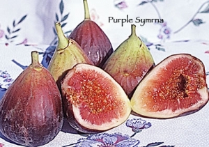 【Figumania】 Purple Smyrna Fig | DWN Variety Finder