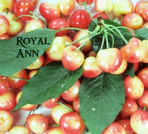Royal Ann Cherry  DWN Variety Finder