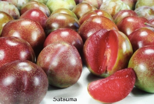 Satsuma Plum | DWN Variety Finder