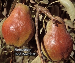 Red Sensation Bartlett Pears