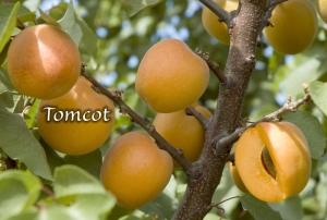 japricot❇︎ページ Tomcot Apricot | DWN Variety Finder